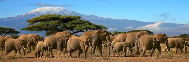 African elephants 200 623x200